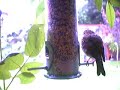 birdcam-birds-in-a-suburban-garden.html
