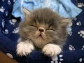Baltazar is tired