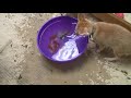Fennec Foxes Fising For Fish Number 1