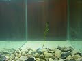 Chompers Shaky Head, Drop Shot, Super Wacky Worm