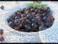 I lost 44 pounds on Acai Berry Extract Supplements! Feel Healthy