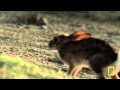 Γεράκι εναντίον Κουνελιού.mp4