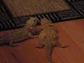 Bearded dragons courting each other