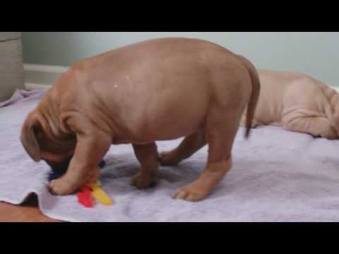bullmastiff