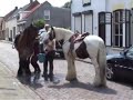 Marley en Wannes op hun nieuwe stal