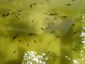 videos de black mollies