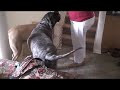 Big 240 lb BABY (English Mastiff ) cries for mommy