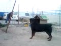 Rottweiler efe&haydut