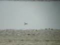 videos de Vékonycsőrű víztaposó-Red-necked Phalarope