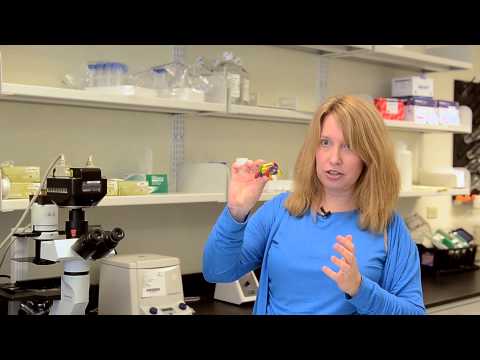 how to isolate transmembrane proteins