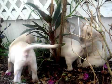 Cute Lab Puppies Playing outside