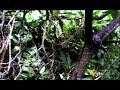 Panasonic DVX100 Rain