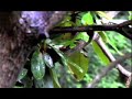 Panasonic DVX100 Rain Panasonic DVX100 Rain