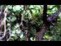 Panasonic DVX100 Rain