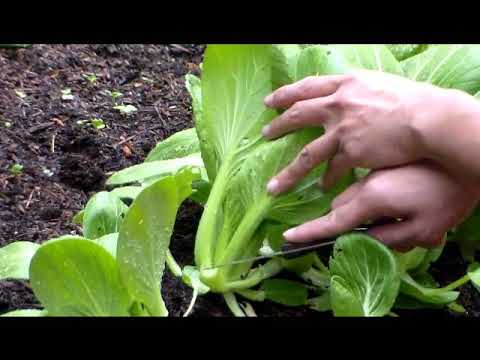 how to harvest bok choy