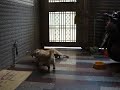 小美 小乖411