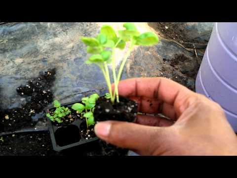 how to transplant basil