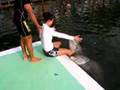 Dolphins Love Me 