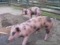 De biggen