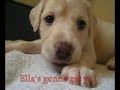 Happy Birthday Litter \"E\" of Ruah Midbar!
