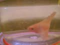 Amazing Opaque Double tail betta