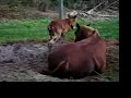 Newborn Filly Indian Outlaw Takes First Steps Newborn Filly Indian Outlaw Takes First Steps
