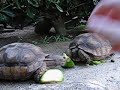 Tortugas de tierra luchan por un pedazo de zapallito Tortugas de tierra luchan por un pedazo de zapallito