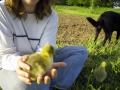 Pilgrim Goslings