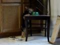 Yorkie Stealing Cat Food