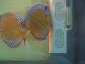 Discus Breeding!