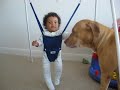 Dreaded pitbull has it's way with helpless infant.