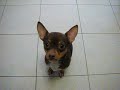 Olive Dog Tricks Part 1 Olive Dog Tricks Part 1