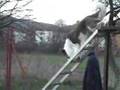 ghost-IPO-obedience