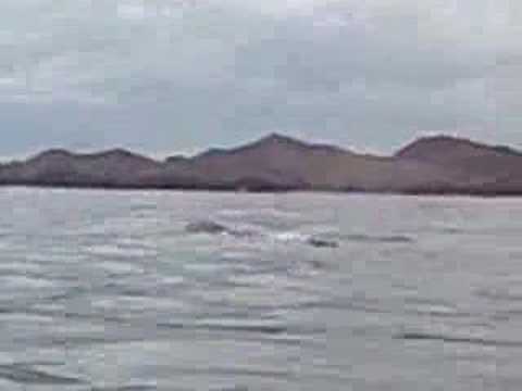 Baja California Sur, Baleinas