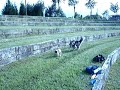 Cómo esquivar a Alana