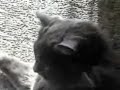 crazy guy screaming at his cats