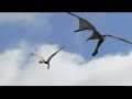 Ornithocheirus vs Pterosaurio Ornithocheirus vs Pterosaurio
