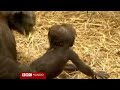 Primeros pasos de un bebé gorila en el zoológico de Londres