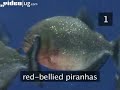 How to look after pet piranhas