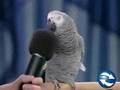 Funny Birds – Talking Parrot