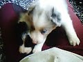 Border Collies Luch, Lulita y Windy (2)