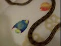 tiger reticulated python(baby) tiger reticulated python(baby)