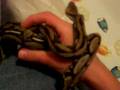 videos de tiger reticulated python(baby)