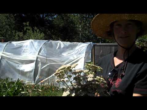 how to harvest yarrow