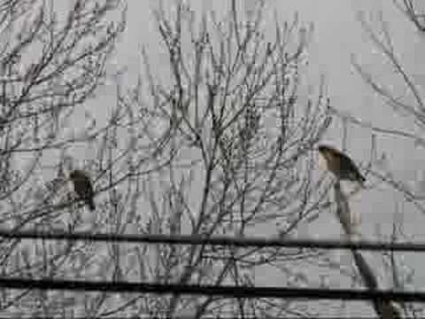 Red Shoulder Hawks calling