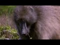 Lunchtime for Baboons - Mountain of the Sea - BBC