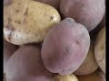 Solanum Tuberosum Solanum Tuberosum