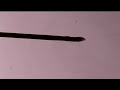 Viral - Ampex - Still Alive