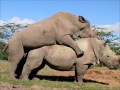 Northern White Rhinos, Suni and Najin, Mate Again!