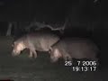 Hippo Hunting
